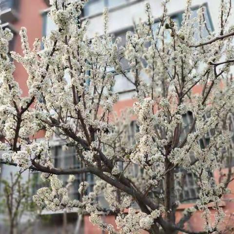 以大自然之名，寻找春天—“双减”下南蒲街道西郭庄小学四三班周末踏青