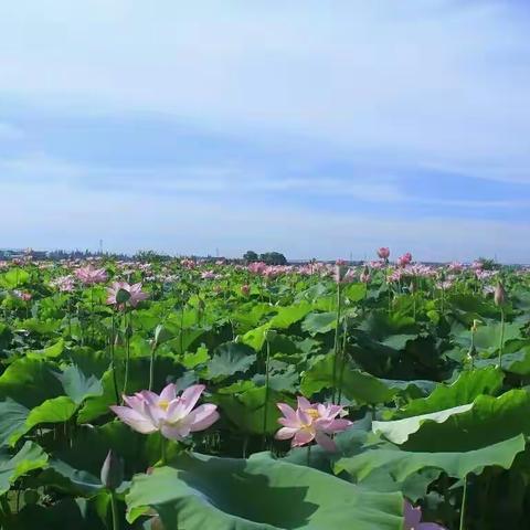 好食寨农庄植树活动定制版（迷迭香种植与香包制作）