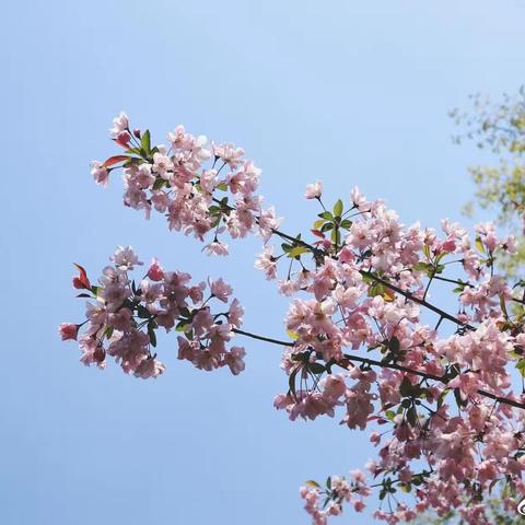 魅力课堂 收获成长——濮城镇中心校小学英语教研活动