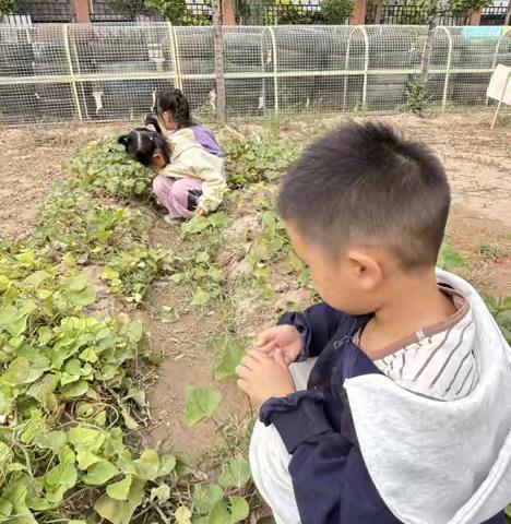 嗨！红薯——平罗五幼教育集团自然课程（三）
