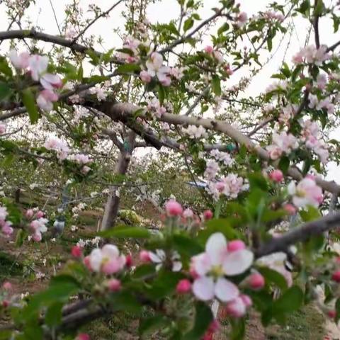 春暖花开宾朋至     交流研讨共提升﻿﻿ ﻿——热烈欢迎高平、飞云学区教育同仁莅临我校交流指导工作