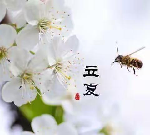 “立夏至，万物长”——五十团夏河幼儿园小班组立夏主题活动