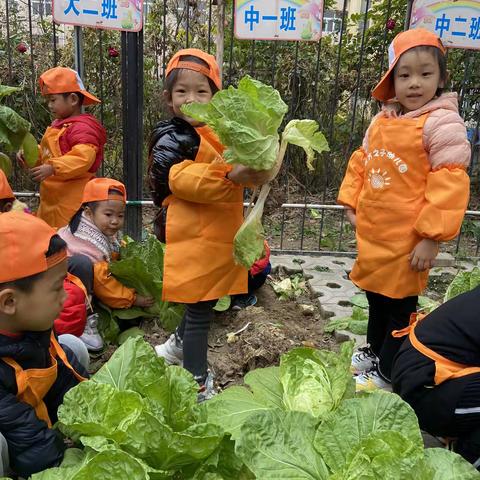 【快乐采摘，收获喜悦】---东方之子幼儿园采摘活动