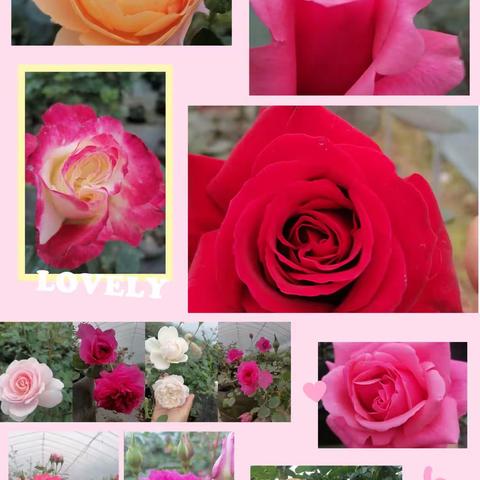 书香浸润心田 阅读伴我成长——访仙中心小学一1班读书活动美篇