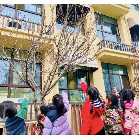 我们的垂丝海棠