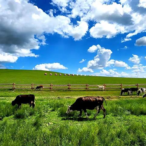 贝尔兴安一路清欢