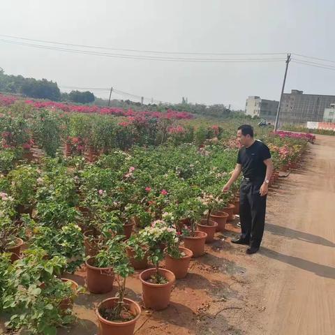 锦丰村委会开展非法种植制毒原植物踏查工作