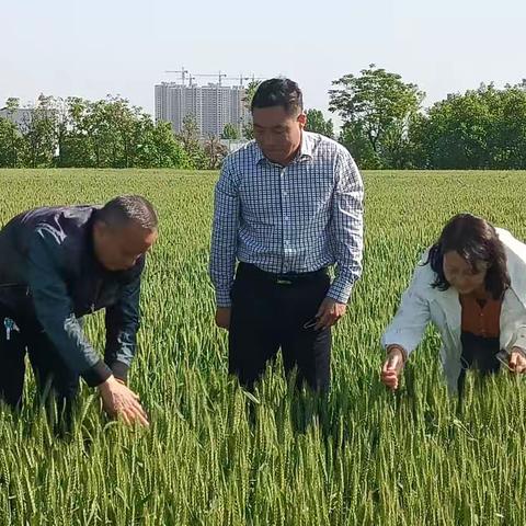 做好条锈病调查 指导群众科学防治