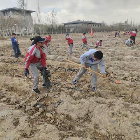 以“劳”树德  以“劳”育美——宁东学校小学部开展劳动教育实践活动