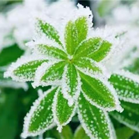 霜降——二十四节气之霜降节日教育