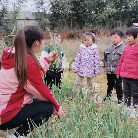 “蒜”你可爱---苗三班班本课程