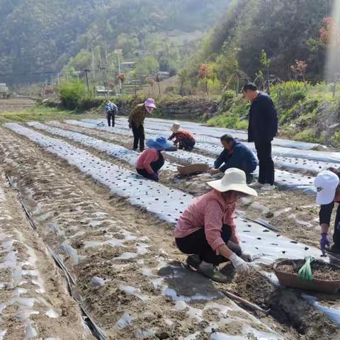 房县生物医药产业发展中心工作动态(第六期)