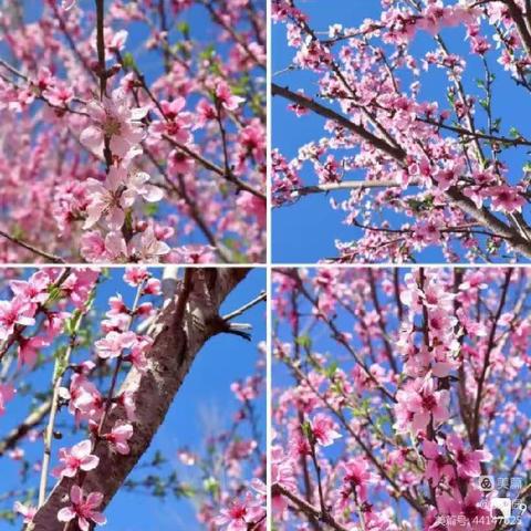 市五幼教育集团小二班美术活动——🌸《桃花朵朵开》🌸