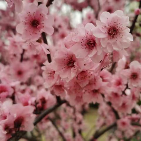 春风有信   花开有期