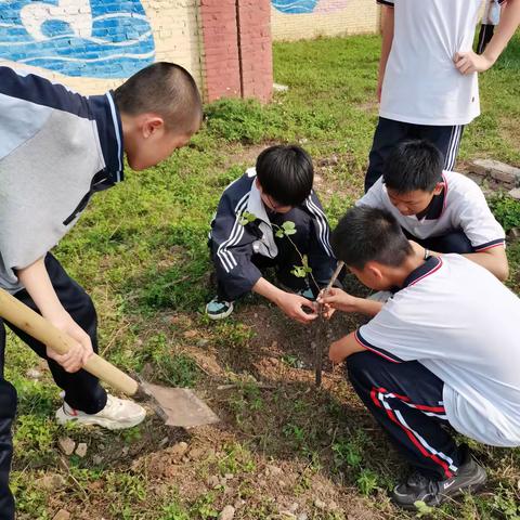 播撒绿意，心“植”美好——玉州区南江一中2213班植树活动纪实