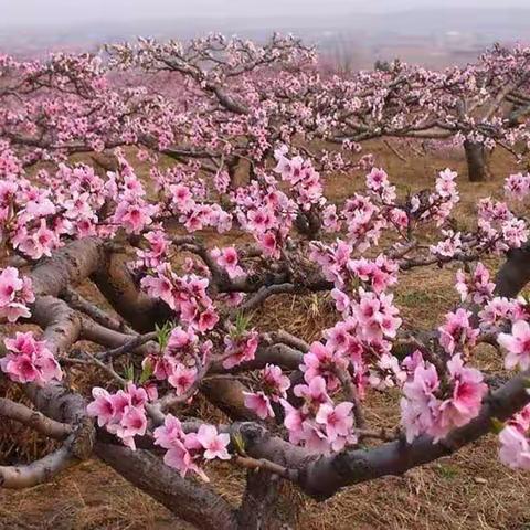 桃花朵朵开————芊子幼儿园中二班