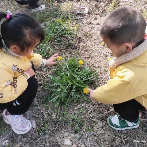 “幼”与自然相遇——九段幼儿园小班延时班艺术活动课——《蒲公英》(绘画)