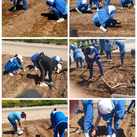 【双减·劳动实践】体验种植乐趣，探究中药奥秘—乌拉特中旗蒙古族学校中学部开展中草药种植实践系列活动