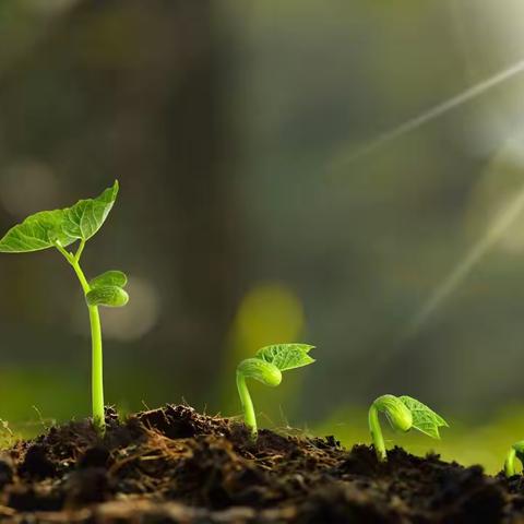 🌱“春暖花开时”🌸东方之星幼教集团宝翠园幼儿园小三班