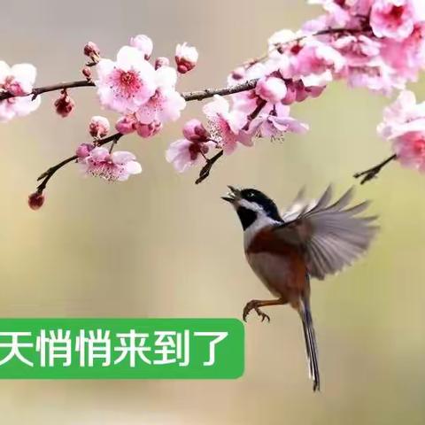 🕊️春天悄悄地“飞”来了🐝