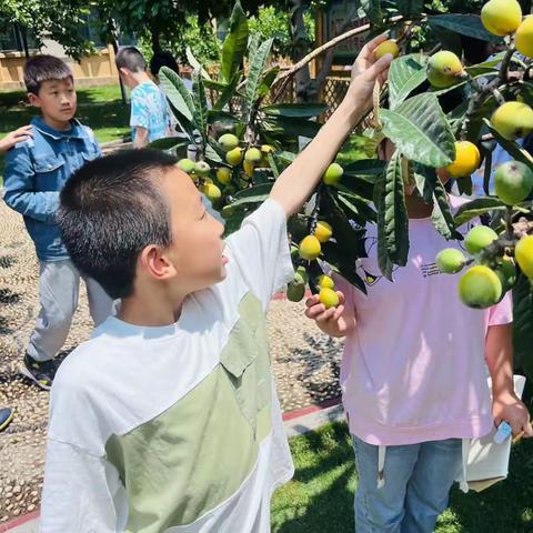 枇杷果香溢校园，采摘品尝甜心间——九江小学八里湖校区四（5）班“枇杷采摘”劳动实践欢乐多