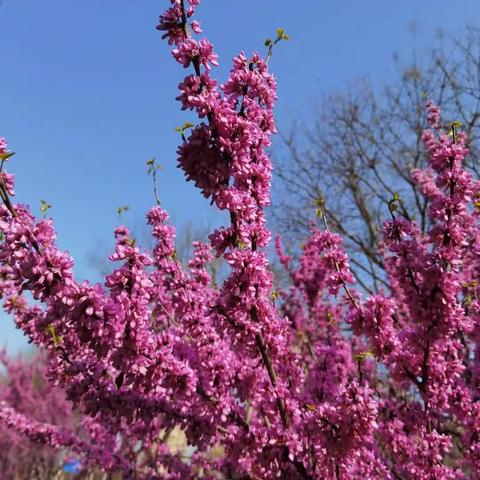 【高新教育】“多彩多姿 🌸艺出风采”高新第三十五小学长里分校“第二课堂”纪实