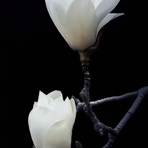 2019073四（3）班 如果孩子成为和你一样的人