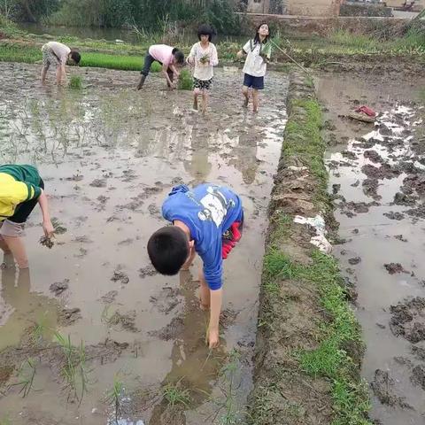 花开满树红，劳动最光荣——记小平山电力希望小学浪平分校学农社会实践活动