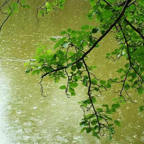 春雨（副本）