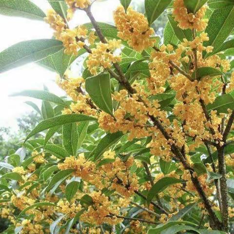 【金桂飘香~秋日冶趣】——纪实蒙氏三班“桂花香包”实践活动🎉