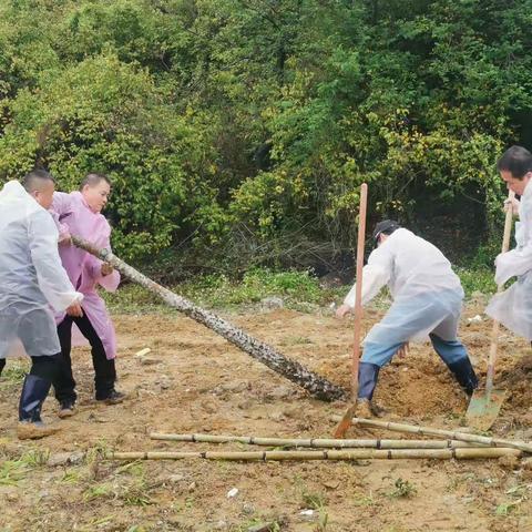 绿美汕头生态建设之植树活动