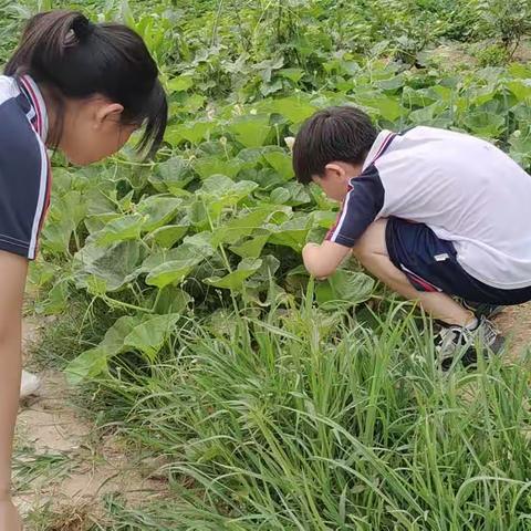 劳动实践促成长 躬耕细作酿芬芳—六中附小五年级五班劳动实践活动