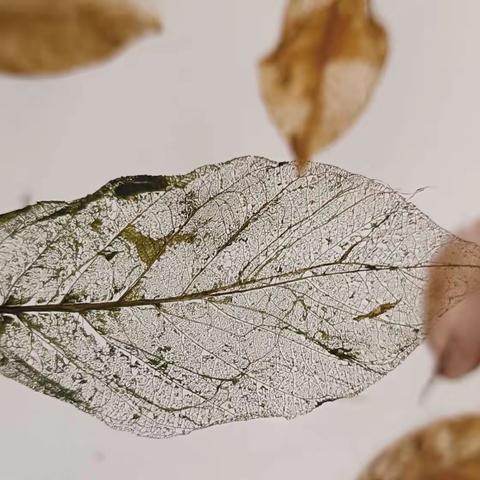 幸运草班第六周美篇——快乐秋游