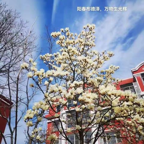 花开枝头满眼春