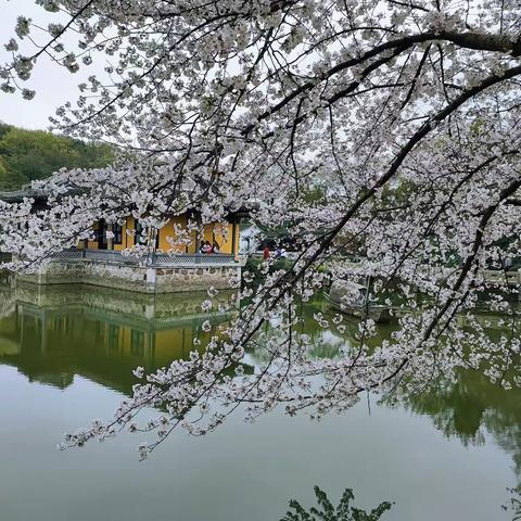 桃花应时开 春风过小园----酒泉市语文市级骨干教师能力培训提升第二记（一起重新构想我们的语文教学生活）