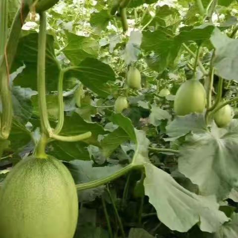 河北香瓜使用拉姆拉生根防病套餐肥深受用户认可