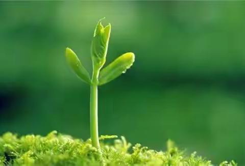 小四班课程故事——春芽芽🍃