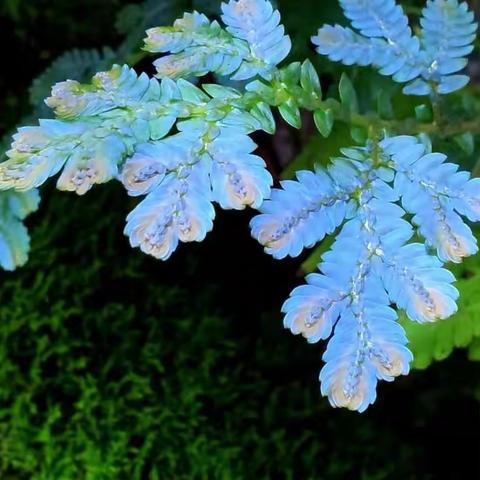 天桥东街街道走访辖区“瞪羚企业”