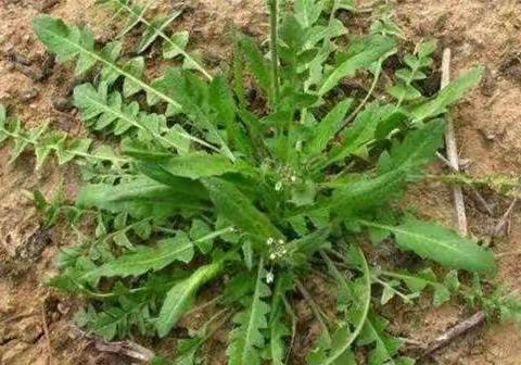 陈栈幼儿园大一班生成课《香香野菜》