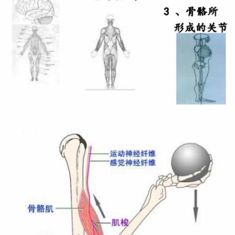 学动作原理，助运动康复——乌海特校运动康复组团队专业学习