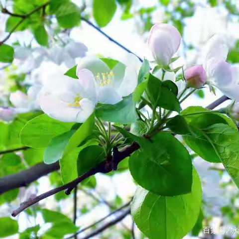 繁花芬芳 春意盎然