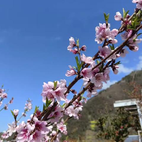 爱在幼儿心，童趣乐满园——示范幼儿园高观校区大一班