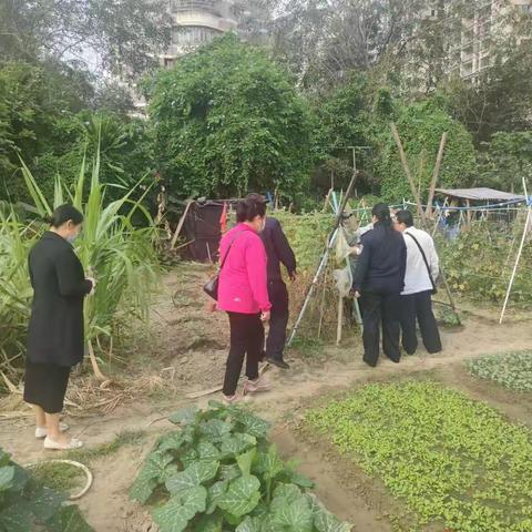 蓝天街道开展非法种植制毒原植物踩踏铲除排查工作