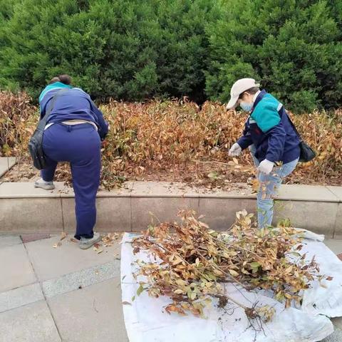 【扮靓城市  提升颜值】月季补植换新装