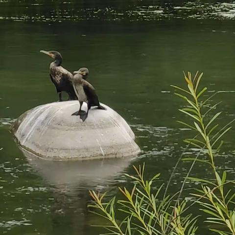 鸟儿乐园