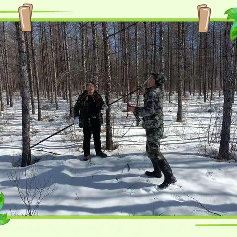 图强林业局生态修复管理科种苗站开展兴安落叶松、樟子松结实预测预报工作