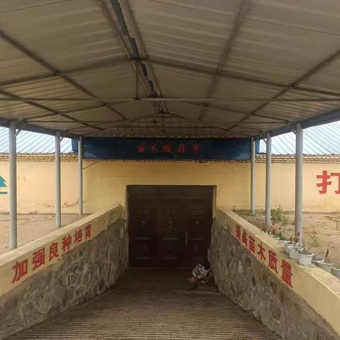 图强林业局努力打造标准化苗圃