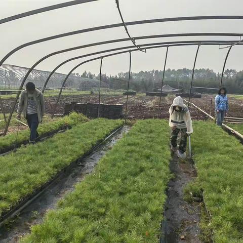 集团公司林木种苗站深入图强林业局开展春季林木种苗管理考核工作