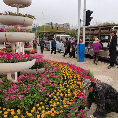 喜迎五一，繁花似锦的节日里，长城中路管理站在亲水街贺兰山路口开展摆花工作。