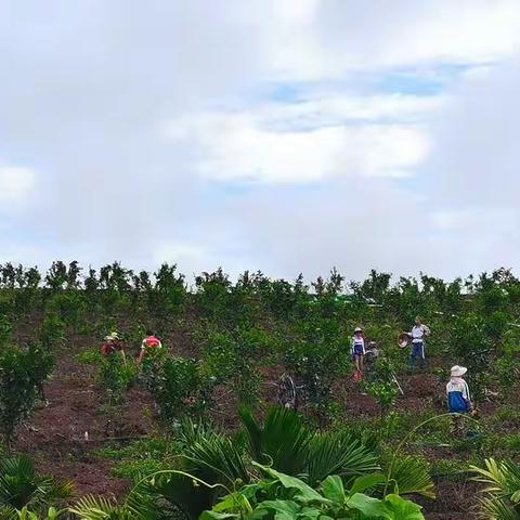 福门村：党建引领，助力乡村特色产业发展